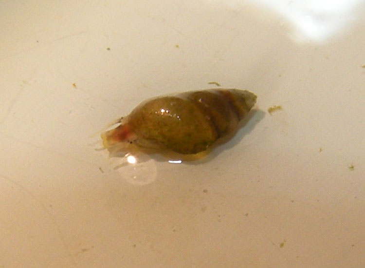 Hydrobia sp dalle Saline di Cervia